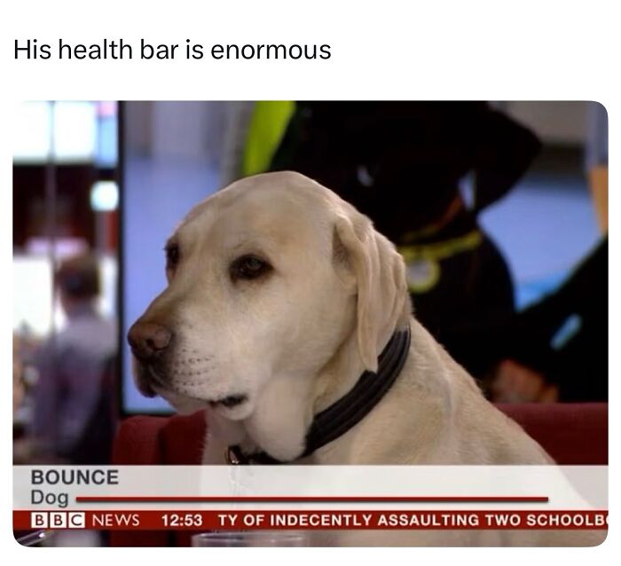 This Page Shared 38 Hilarious Dog Memes That Show How Weird And Wonderful Man&rsquo;s Best Friend Is