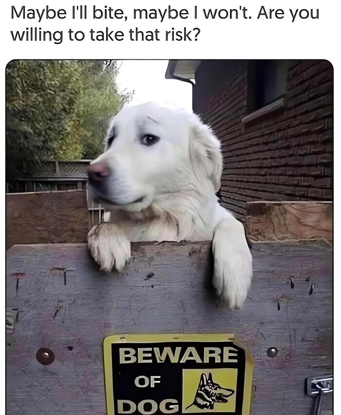 This Page Shared 38 Hilarious Dog Memes That Show How Weird And Wonderful Man&rsquo;s Best Friend Is