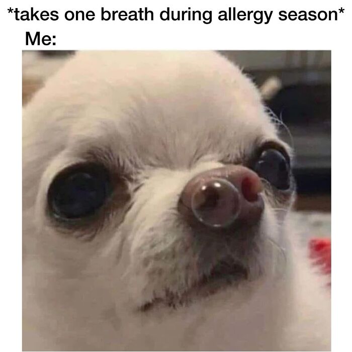 This Page Shared 38 Hilarious Dog Memes That Show How Weird And Wonderful Man&rsquo;s Best Friend Is