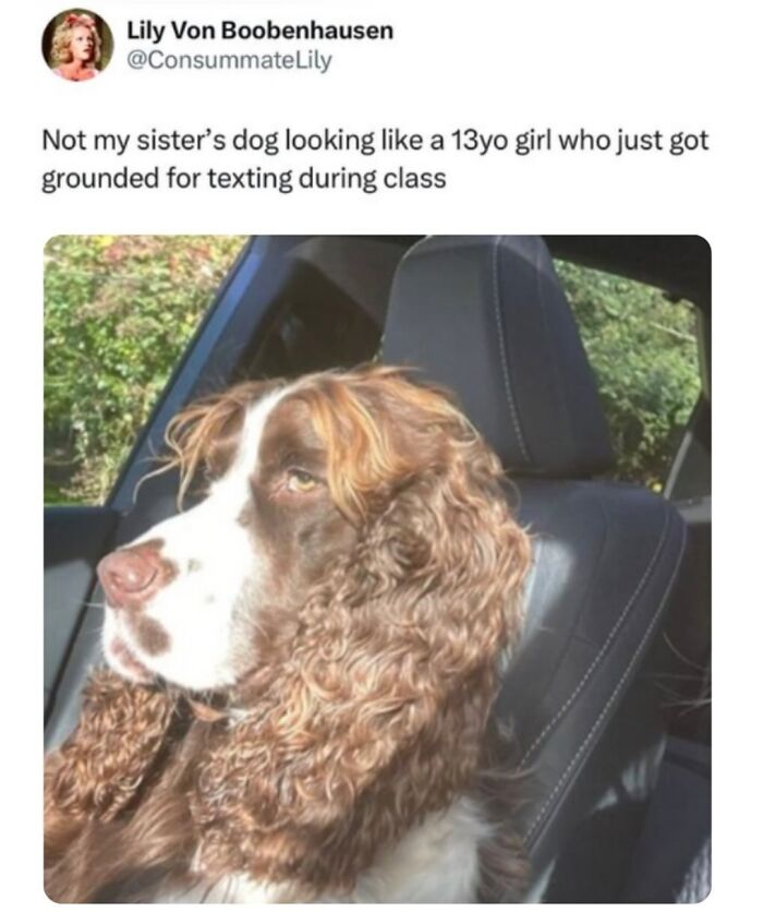 This Page Shared 38 Hilarious Dog Memes That Show How Weird And Wonderful Man&rsquo;s Best Friend Is
