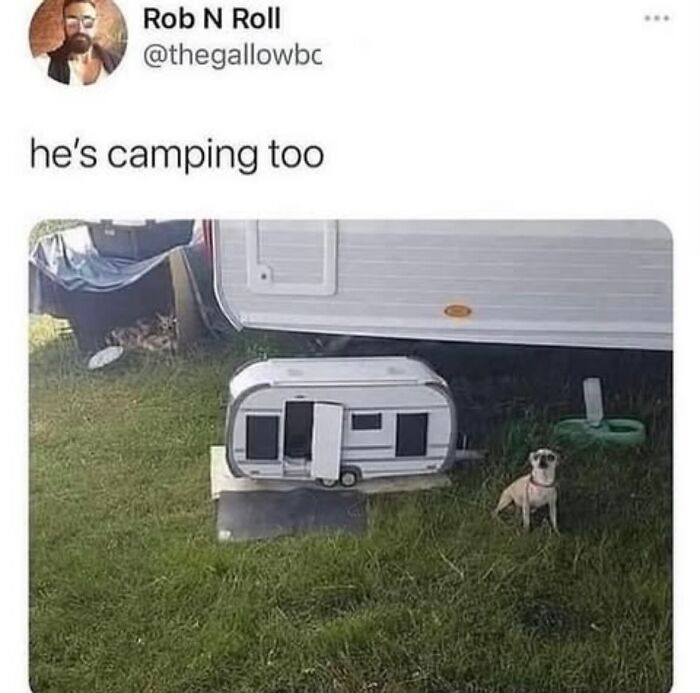 This Page Shared 38 Hilarious Dog Memes That Show How Weird And Wonderful Man&rsquo;s Best Friend Is