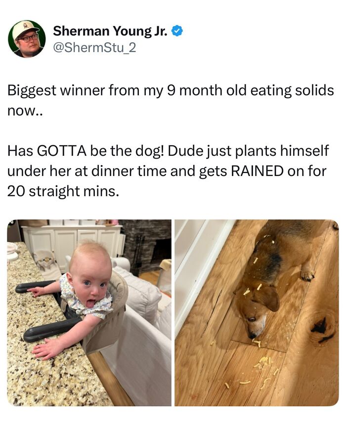 This Page Shared 38 Hilarious Dog Memes That Show How Weird And Wonderful Man&rsquo;s Best Friend Is