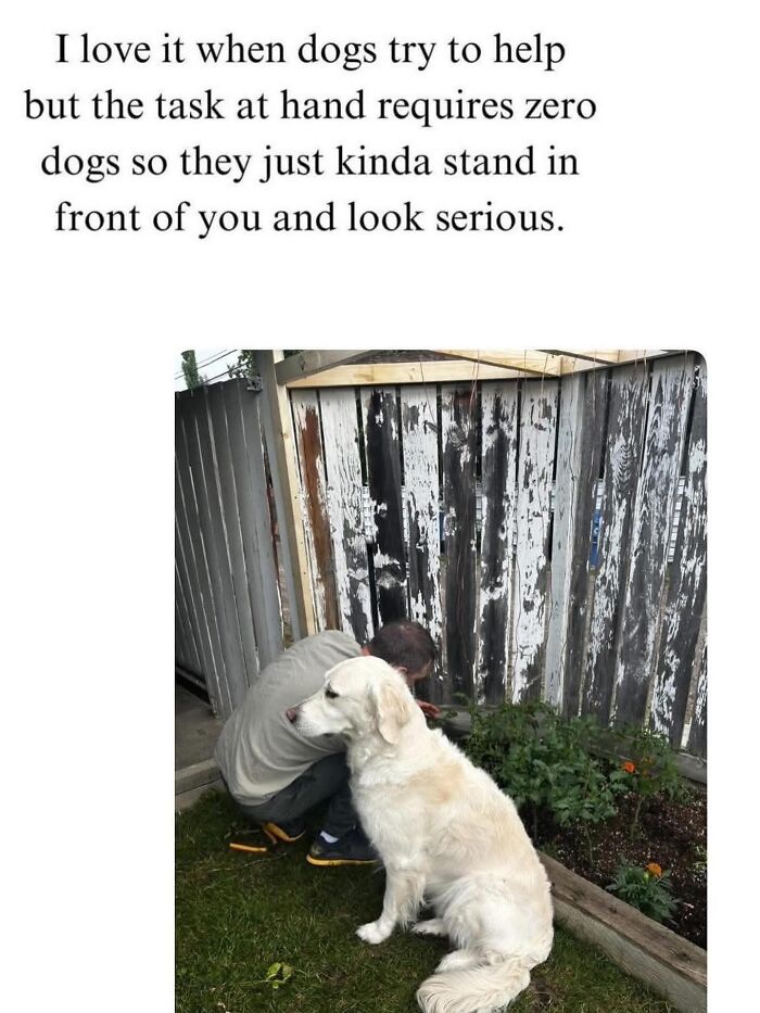 This Page Shared 38 Hilarious Dog Memes That Show How Weird And Wonderful Man&rsquo;s Best Friend Is