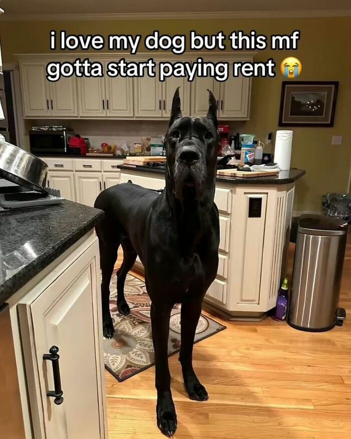 This Page Shared 38 Hilarious Dog Memes That Show How Weird And Wonderful Man&rsquo;s Best Friend Is