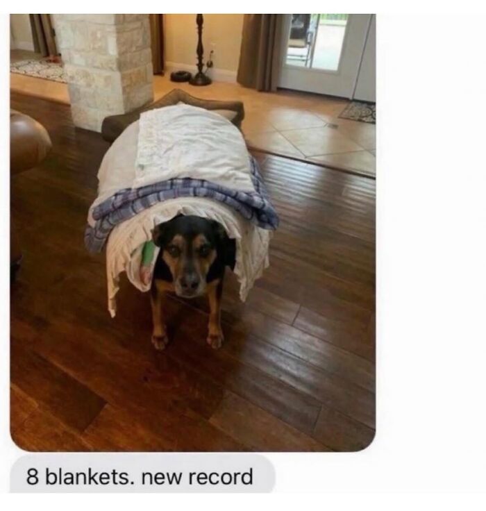 This Page Shared 38 Hilarious Dog Memes That Show How Weird And Wonderful Man&rsquo;s Best Friend Is
