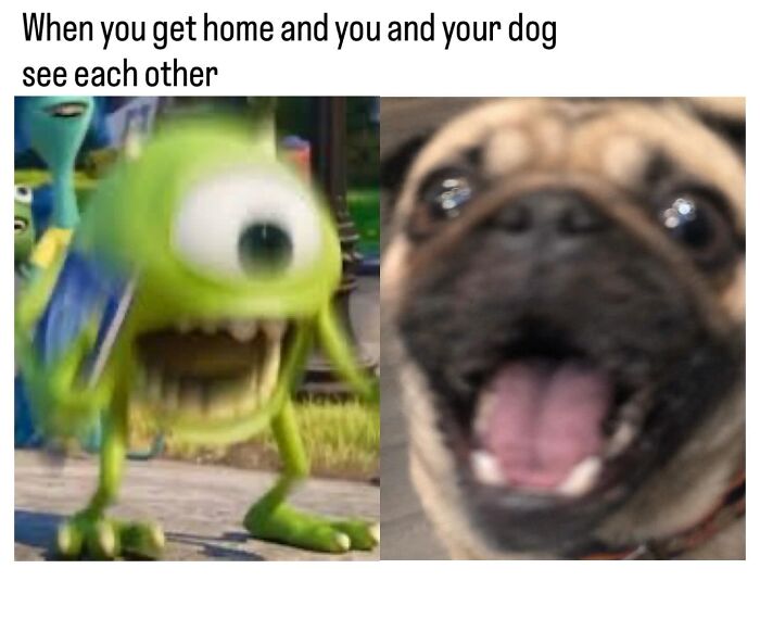 This Page Shared 38 Hilarious Dog Memes That Show How Weird And Wonderful Man&rsquo;s Best Friend Is