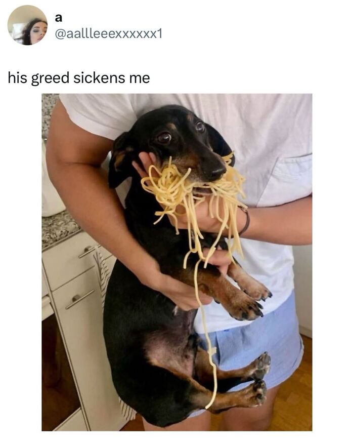 This Page Shared 38 Hilarious Dog Memes That Show How Weird And Wonderful Man&rsquo;s Best Friend Is