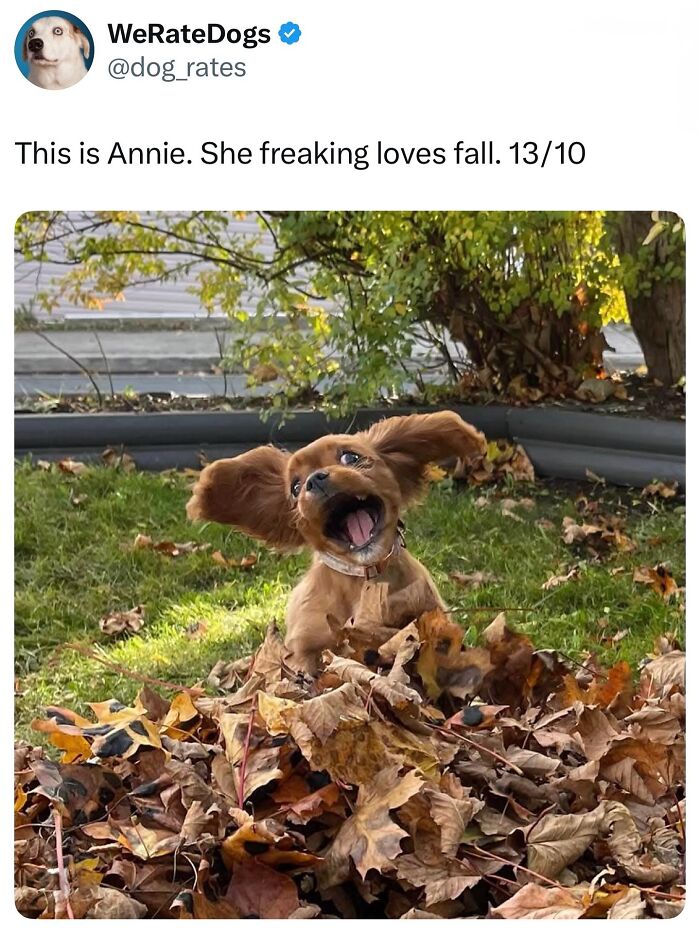 This Page Shared 38 Hilarious Dog Memes That Show How Weird And Wonderful Man&rsquo;s Best Friend Is