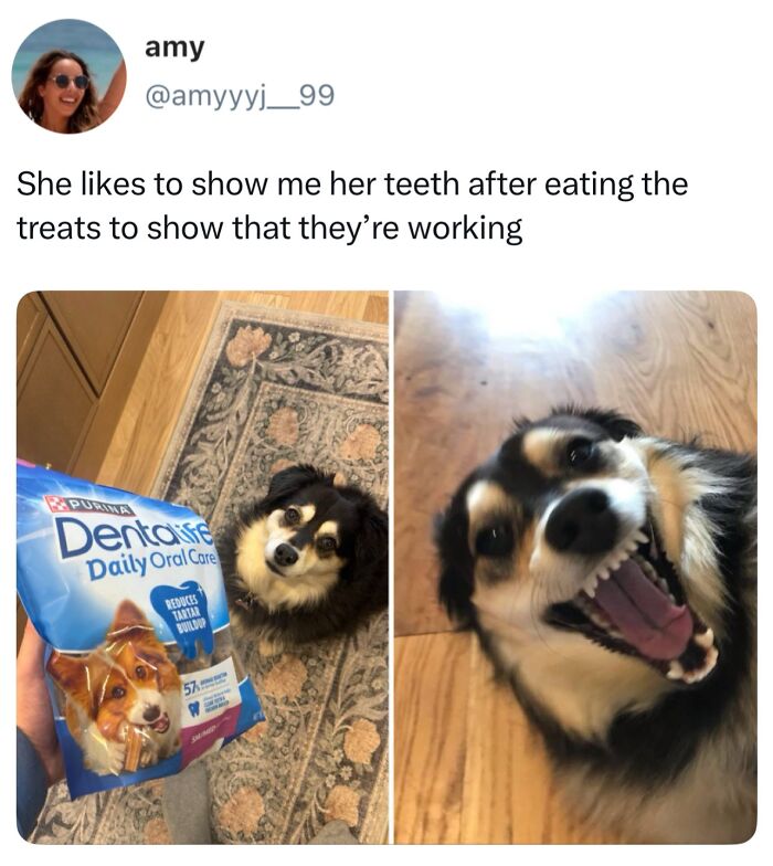 This Page Shared 38 Hilarious Dog Memes That Show How Weird And Wonderful Man&rsquo;s Best Friend Is
