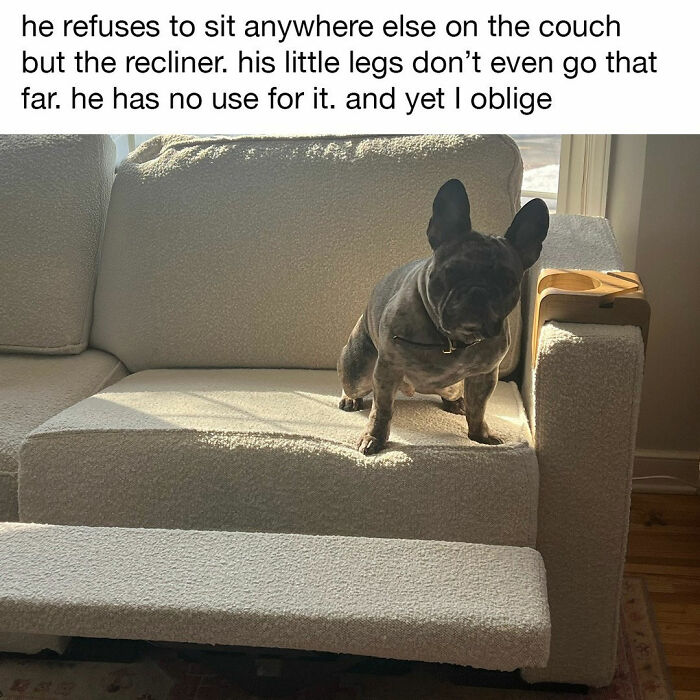 This Page Shared 38 Hilarious Dog Memes That Show How Weird And Wonderful Man&rsquo;s Best Friend Is