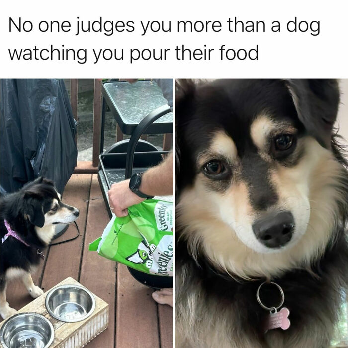 This Page Shared 38 Hilarious Dog Memes That Show How Weird And Wonderful Man&rsquo;s Best Friend Is