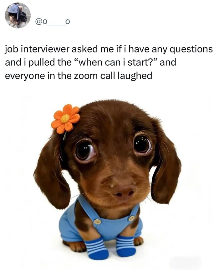 This Page Shared 38 Hilarious Dog Memes That Show How Weird And Wonderful Man&rsquo;s Best Friend Is