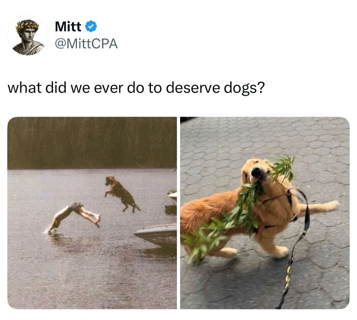 This Page Shared 38 Hilarious Dog Memes That Show How Weird And Wonderful Man&rsquo;s Best Friend Is