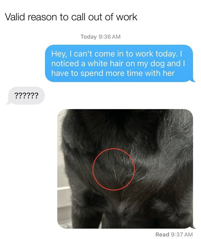 This Page Shared 38 Hilarious Dog Memes That Show How Weird And Wonderful Man&rsquo;s Best Friend Is