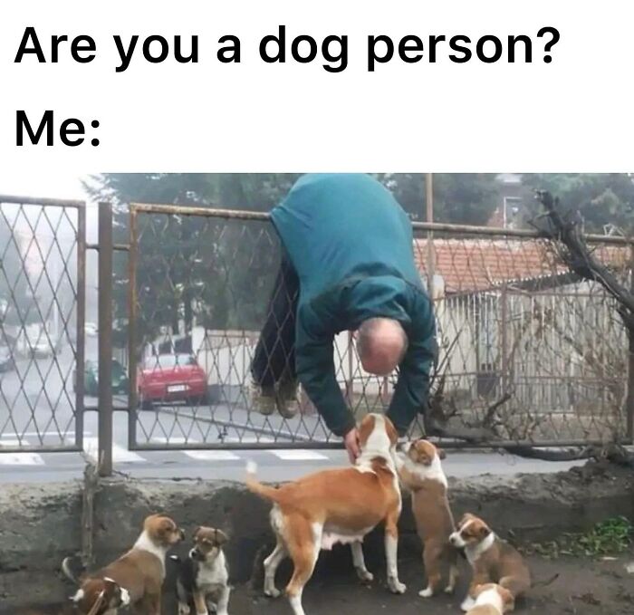 This Page Shared 38 Hilarious Dog Memes That Show How Weird And Wonderful Man&rsquo;s Best Friend Is