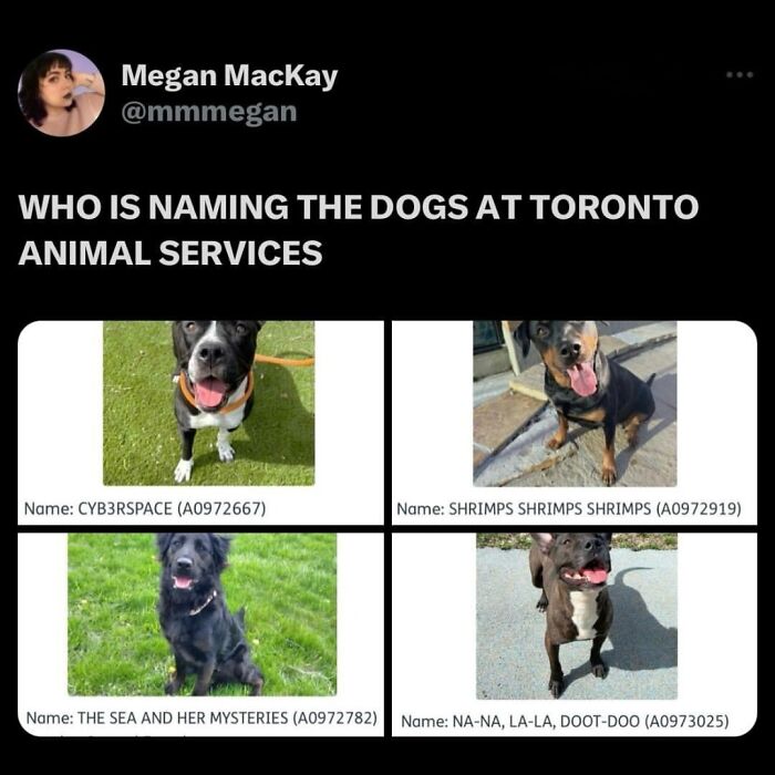 This Page Shared 38 Hilarious Dog Memes That Show How Weird And Wonderful Man&rsquo;s Best Friend Is