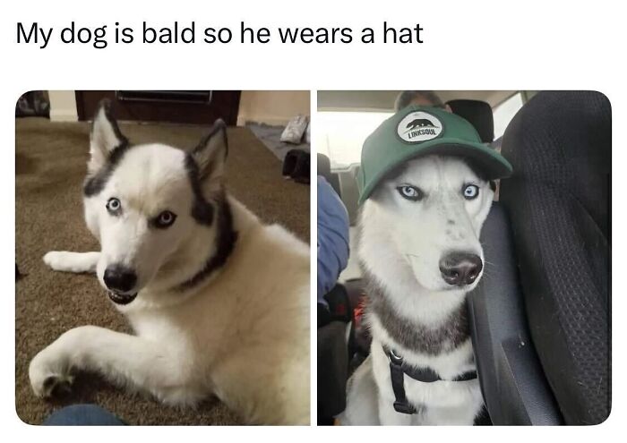 This Page Shared 38 Hilarious Dog Memes That Show How Weird And Wonderful Man&rsquo;s Best Friend Is