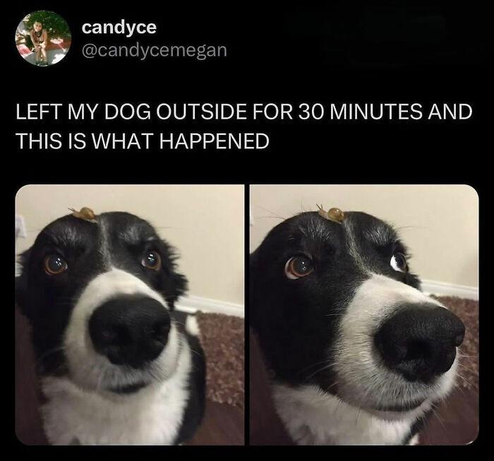 This Page Shared 38 Hilarious Dog Memes That Show How Weird And Wonderful Man&rsquo;s Best Friend Is