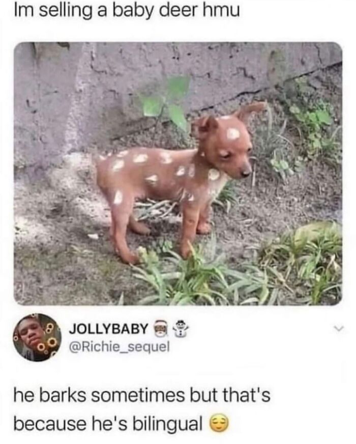 This Page Shared 38 Hilarious Dog Memes That Show How Weird And Wonderful Man&rsquo;s Best Friend Is