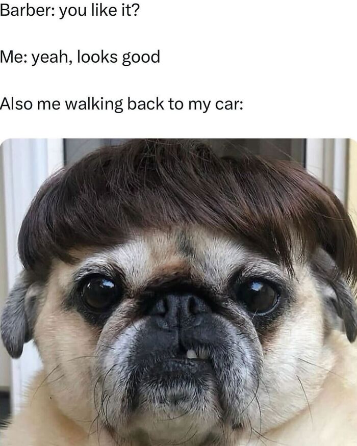 This Page Shared 38 Hilarious Dog Memes That Show How Weird And Wonderful Man&rsquo;s Best Friend Is