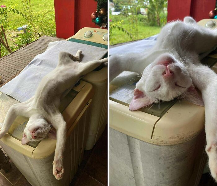 51 Funny Pets Who Clearly Missed The Memo On How To Sit, Stand, Or Exist Normally