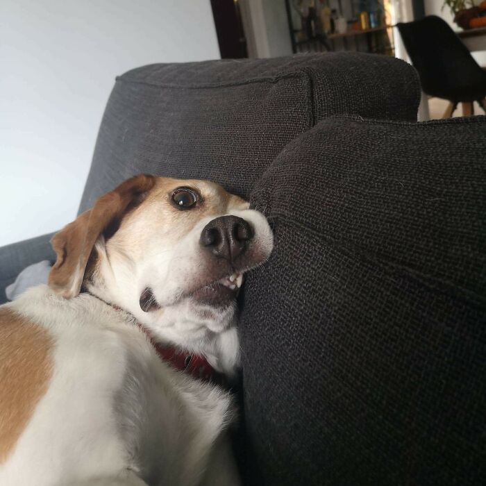 51 Funny Pets Who Clearly Missed The Memo On How To Sit, Stand, Or Exist Normally