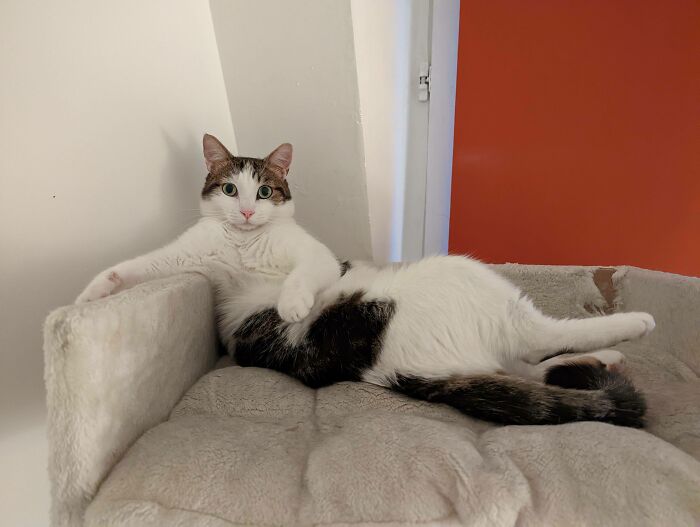 51 Funny Pets Who Clearly Missed The Memo On How To Sit, Stand, Or Exist Normally