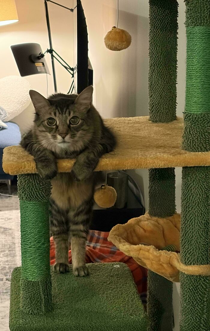 51 Funny Pets Who Clearly Missed The Memo On How To Sit, Stand, Or Exist Normally