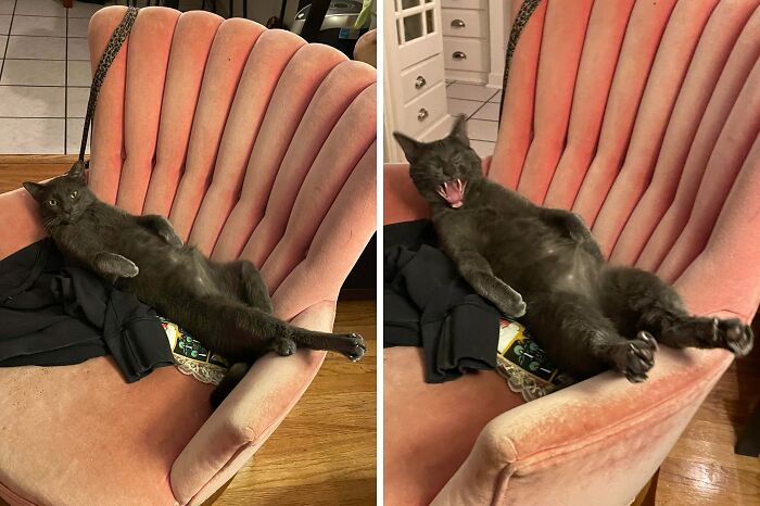 51 Funny Pets Who Clearly Missed The Memo On How To Sit, Stand, Or Exist Normally
