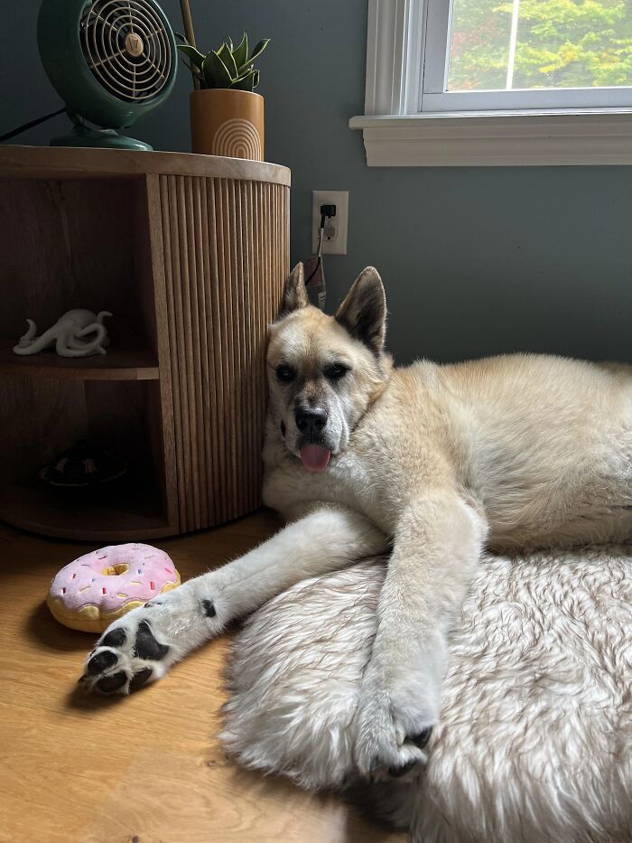 51 Funny Pets Who Clearly Missed The Memo On How To Sit, Stand, Or Exist Normally