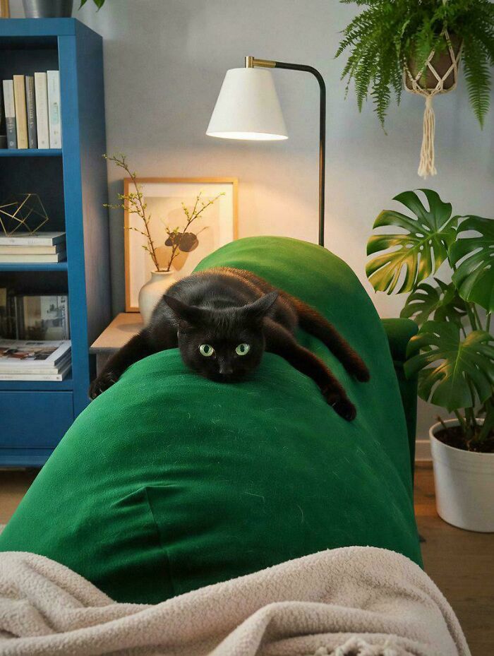 51 Funny Pets Who Clearly Missed The Memo On How To Sit, Stand, Or Exist Normally
