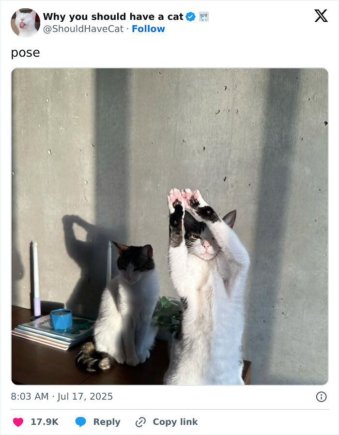 51 Funny Pets Who Clearly Missed The Memo On How To Sit, Stand, Or Exist Normally