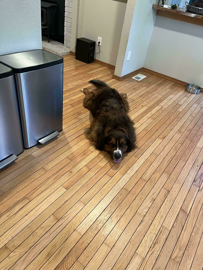 51 Funny Pets Who Clearly Missed The Memo On How To Sit, Stand, Or Exist Normally