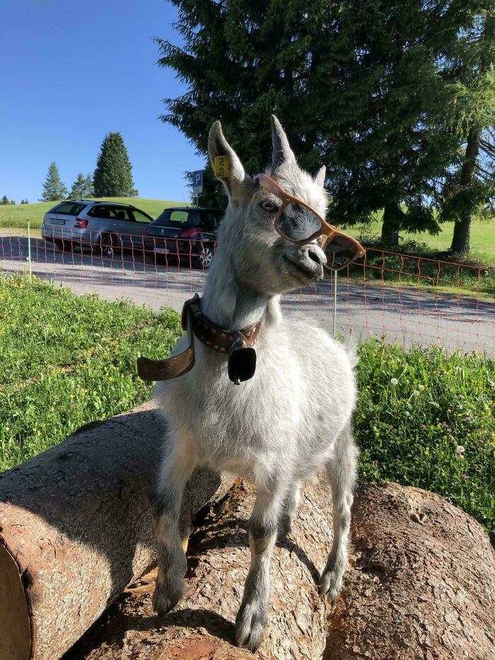 51 Funny Pets Who Clearly Missed The Memo On How To Sit, Stand, Or Exist Normally