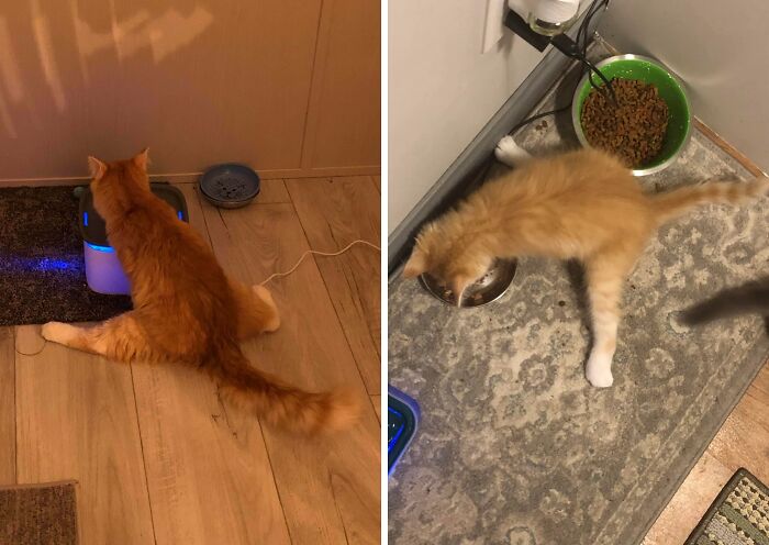 51 Funny Pets Who Clearly Missed The Memo On How To Sit, Stand, Or Exist Normally