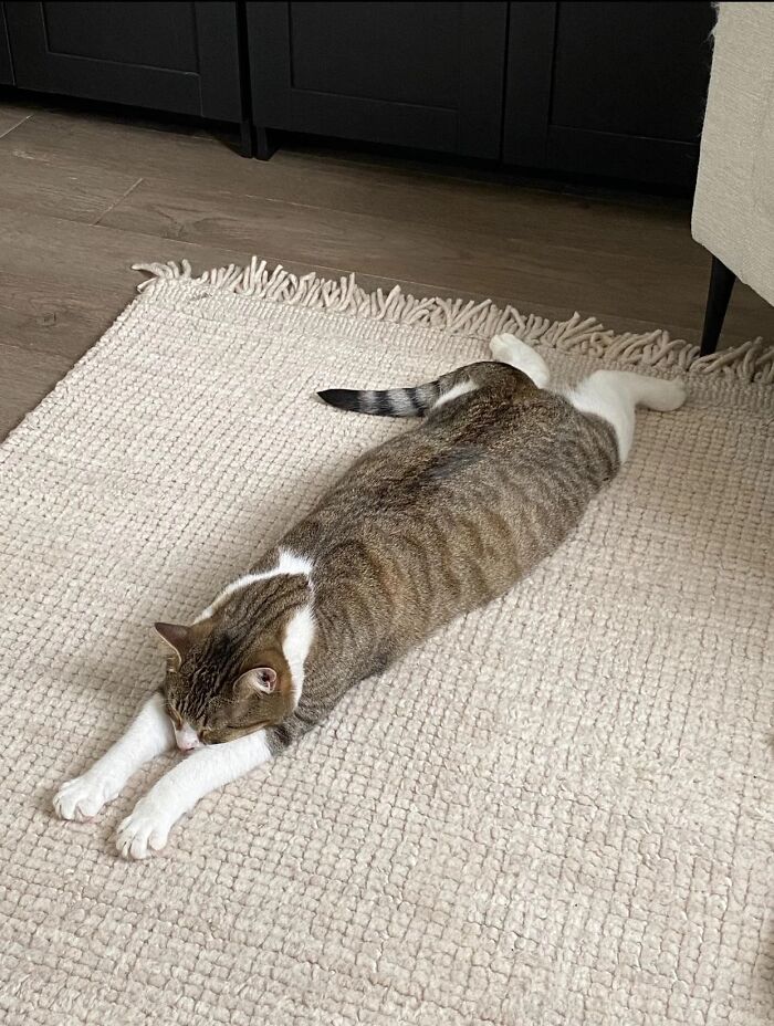 51 Funny Pets Who Clearly Missed The Memo On How To Sit, Stand, Or Exist Normally