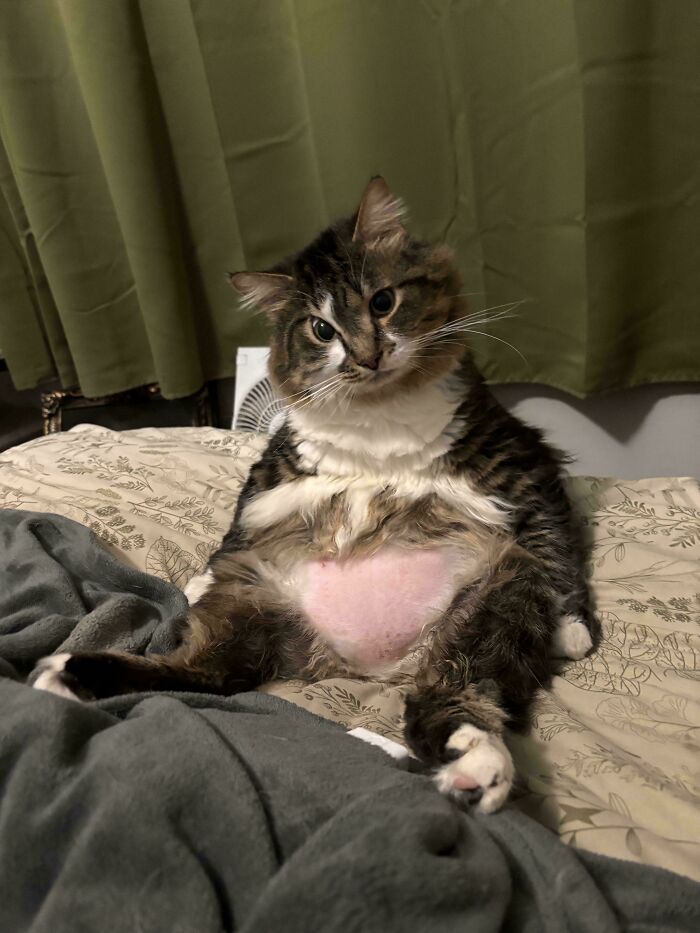 51 Funny Pets Who Clearly Missed The Memo On How To Sit, Stand, Or Exist Normally