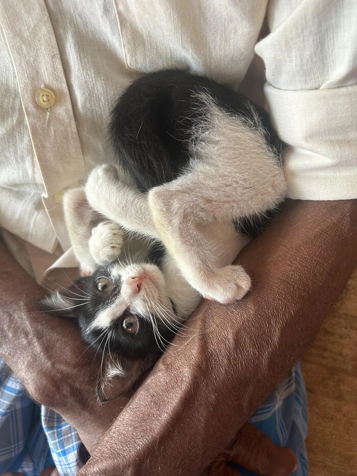 51 Funny Pets Who Clearly Missed The Memo On How To Sit, Stand, Or Exist Normally