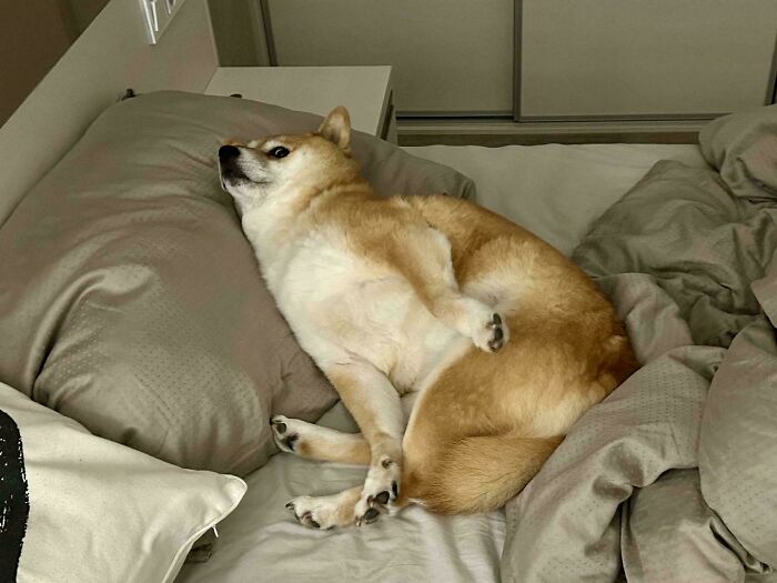 51 Funny Pets Who Clearly Missed The Memo On How To Sit, Stand, Or Exist Normally