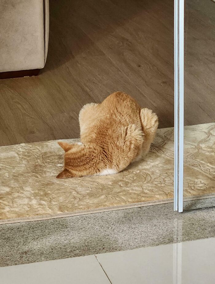 51 Funny Pets Who Clearly Missed The Memo On How To Sit, Stand, Or Exist Normally