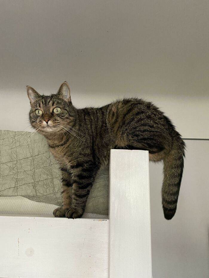 51 Funny Pets Who Clearly Missed The Memo On How To Sit, Stand, Or Exist Normally