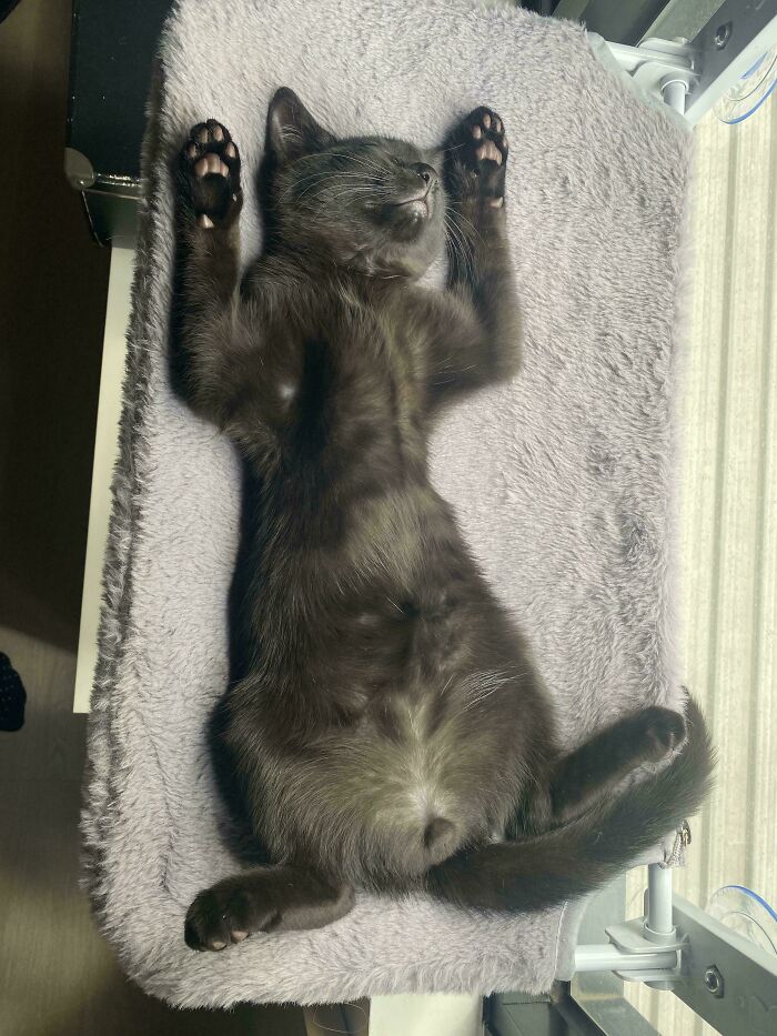 51 Funny Pets Who Clearly Missed The Memo On How To Sit, Stand, Or Exist Normally