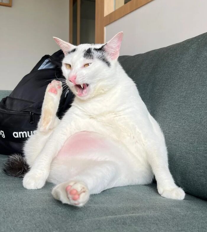 51 Funny Pets Who Clearly Missed The Memo On How To Sit, Stand, Or Exist Normally