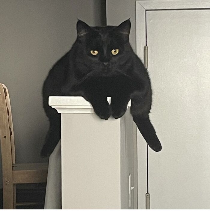 51 Funny Pets Who Clearly Missed The Memo On How To Sit, Stand, Or Exist Normally