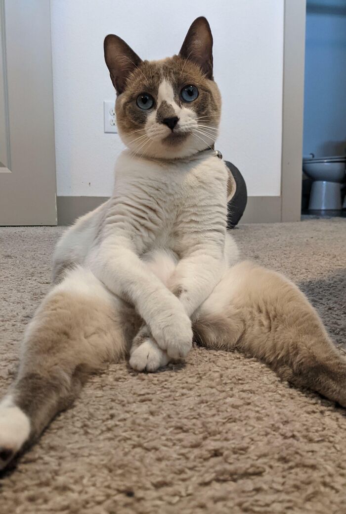 51 Funny Pets Who Clearly Missed The Memo On How To Sit, Stand, Or Exist Normally