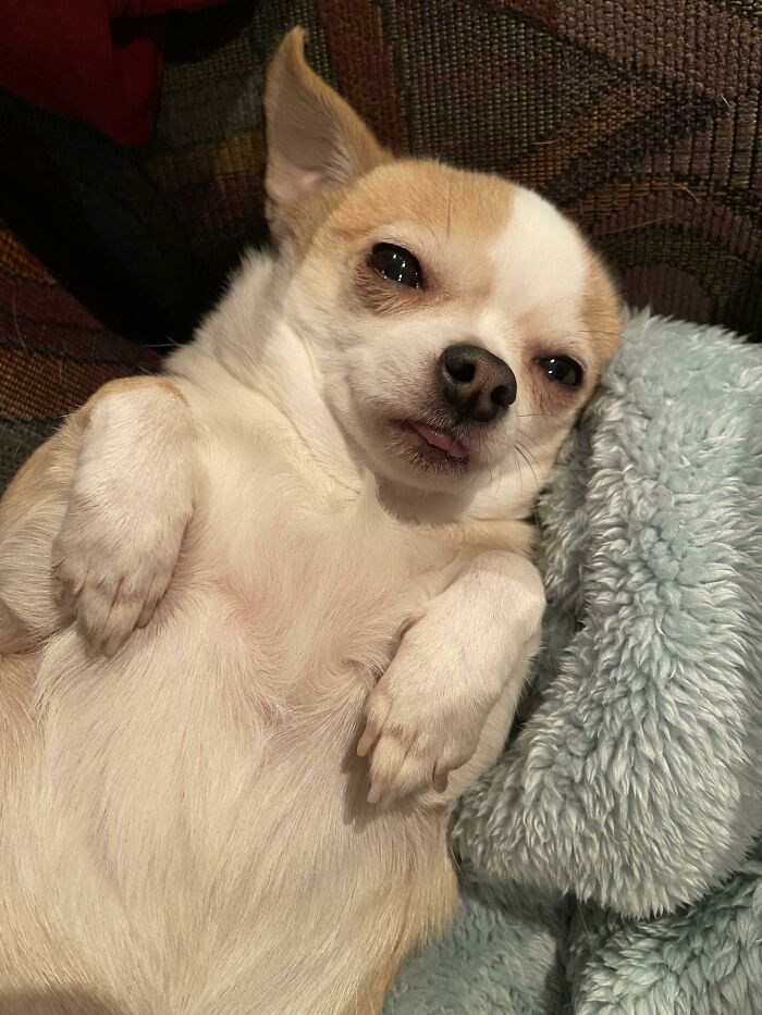 51 Funny Pets Who Clearly Missed The Memo On How To Sit, Stand, Or Exist Normally