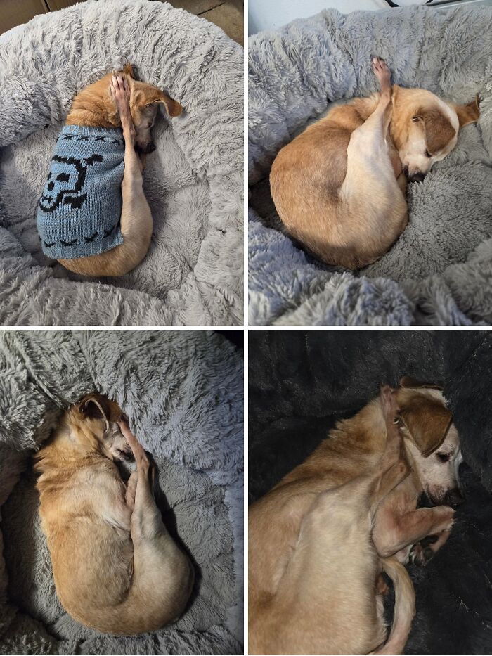 51 Funny Pets Who Clearly Missed The Memo On How To Sit, Stand, Or Exist Normally
