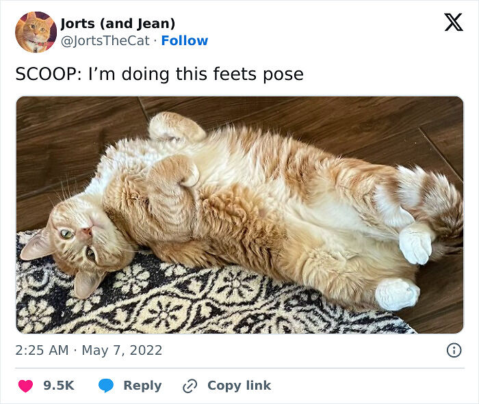 51 Funny Pets Who Clearly Missed The Memo On How To Sit, Stand, Or Exist Normally