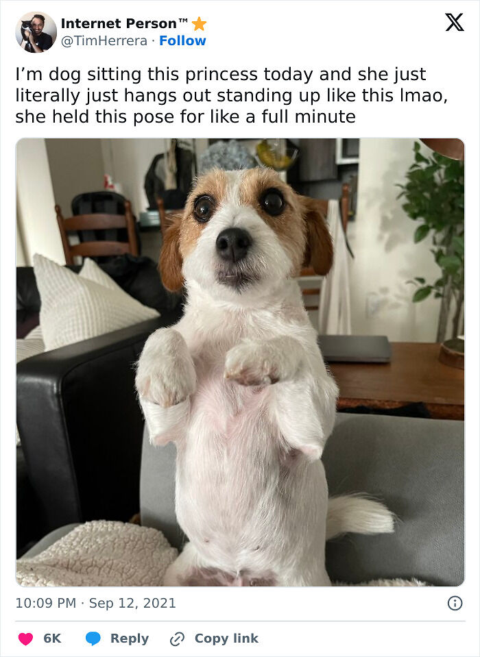 51 Funny Pets Who Clearly Missed The Memo On How To Sit, Stand, Or Exist Normally