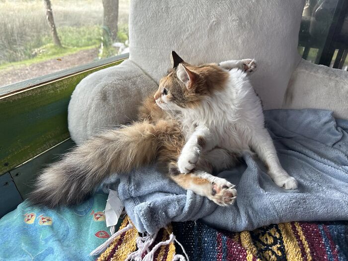 51 Funny Pets Who Clearly Missed The Memo On How To Sit, Stand, Or Exist Normally